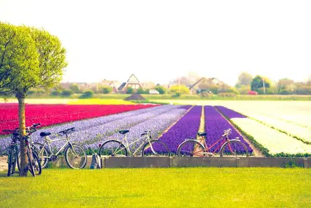 The Netherlands Bike tour