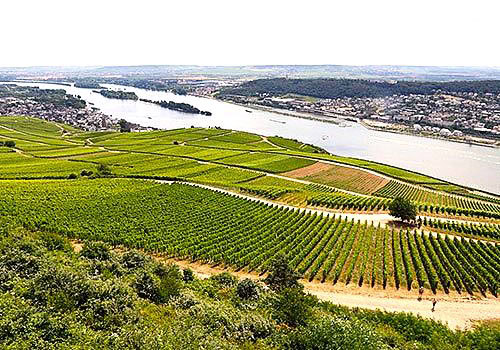 Rudesheim-vineyards